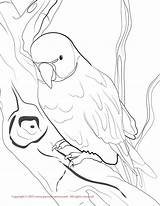 Coloring Parakeet Pages Budgie Ring Ringneck Necked Color Print Popular sketch template