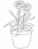 Coloring Carnation Potted Pages sketch template