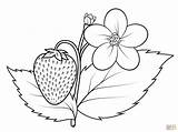 Ivy Poison Plant Drawing Getdrawings sketch template