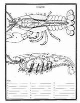 Crayfish Diagram Worksheet Anatomy Dissection Template Coloring sketch template