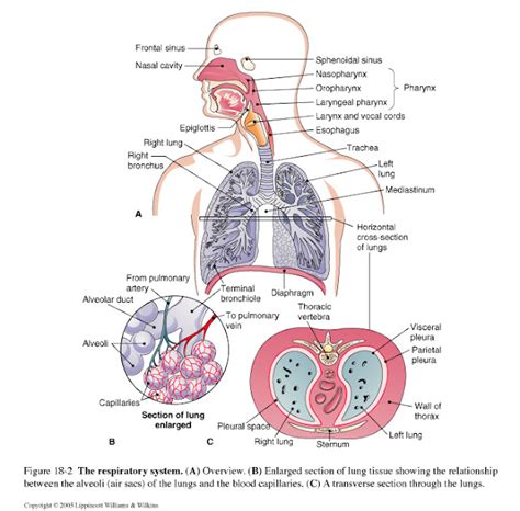 biology  gladstone respiration notes