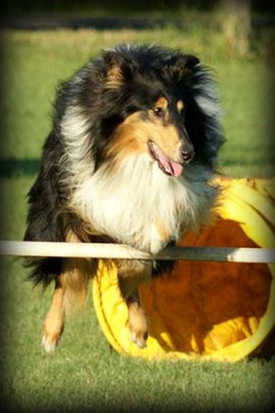 Sportovní Nebe Vzpomínáme Lassie Sport