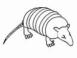 Xenarthra Coloring Pages Animals sketch template