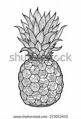 Pineapple Coloring Fruit Ananas Adult Pattern Book Pages Exotic Vector Floral Stock Zentangle Search Summer Shutterstock Logo Food sketch template