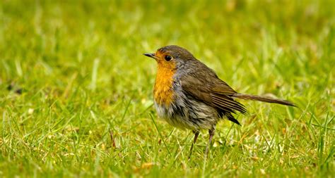 robin identification habitat and nesting habits ark wildlife uk