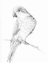 Parrot Drawing Bird Parrots Branch Bellied Caique sketch template