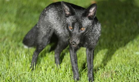 ani black fox göre aus deutschland will fick nicht