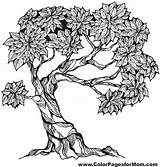 Coloring Pages Tree Adult Trees Colouring Color Adults Colorpagesformom Drawing Nature sketch template