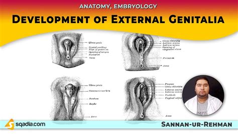 Development Of External Genitalia Anatomy Embryology Lectures