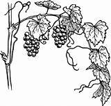 Vine Grapevine Grape Drawing Illustration Coloring Colouring Choose Board Pages Clip Vector sketch template