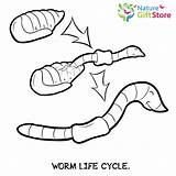 Coloring Pages Printable Nature Worms Earthworms sketch template
