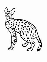Serval Cats Caracal sketch template