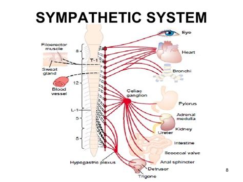 Autonomic Nervous System By Dr Ifra