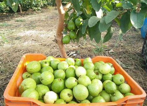 growing guava   backyard  full guide gardening tips