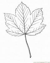 Trees Maple Coloring Online Printable Natural Color sketch template