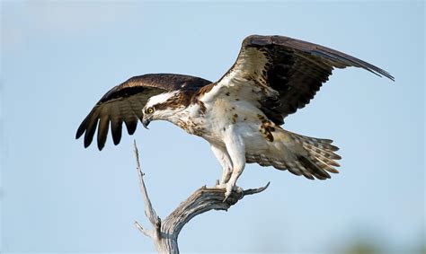 resurgent ospreys  faced  uncertain future audubon