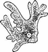 Amoeba Ameba Proteus Microscope sketch template