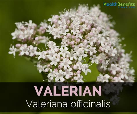 valerian facts  health benefits