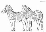 Zebras Zootiere Ausmalbilder Ausmalen Colomio Sheets Malvorlagen Zootier sketch template