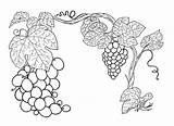 Grapes Coloring Pages Printable Categories sketch template