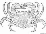 Zentangle Coloring4free Crab sketch template