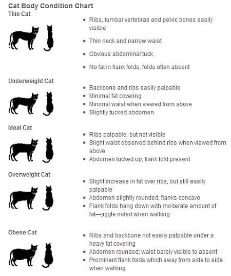 cat weight chart judging  cats body condition