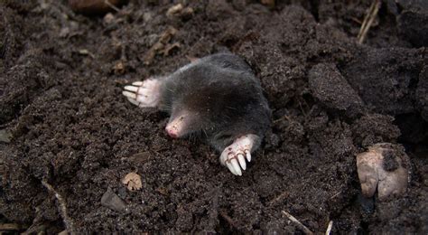 How To Prevent And Get Rid Of Moles In Your Garden Pest Defence