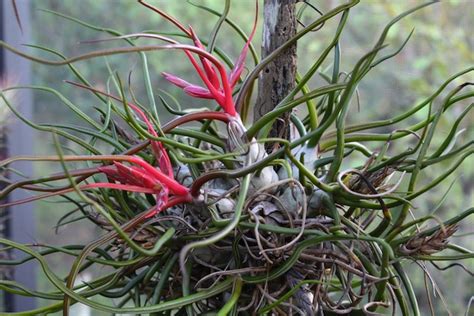 how to mount an air plant to a branch home wizards