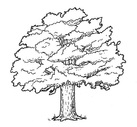 white oak tree drawing  getdrawings