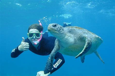hour sea turtle snorkeling experience  byron bay