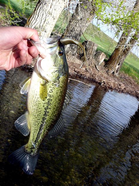 caught   delicious bass