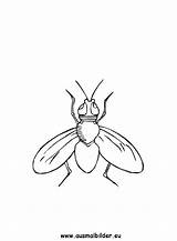 Fliege Fliegen Ausmalbild sketch template