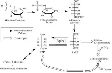 Ribose 5 Phosphate Alchetron The Free Social Encyclopedia