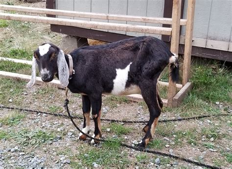 extremely anemic doe  goat spot  goat raising owning