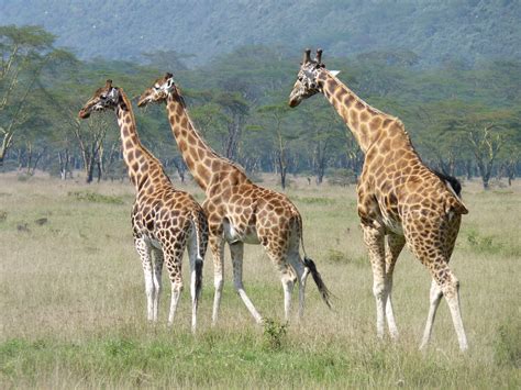 south africa reclassifies  wild species  farm animals