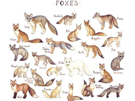 what fox breed are you playbuzz