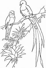 Coloring Pages Quetzal Bird Birds Guatemala Adult Dibujos Adults Drawing Printable Para Flickr Coupons Only Color Outline Designs Blanco Animal sketch template