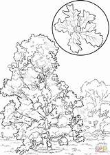 Coloring Oak Bur Tree Elm Pages Printable Designlooter Click Drawings Trees 35kb 1440px 1020 Template Categories sketch template
