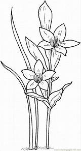 Coloring Narcissus Pages Daffodil Flowers Drawing Printable Color Flower Jonquil Paperwhite Online Drawings Colouring Floral Natural sketch template