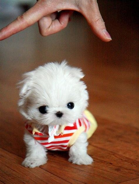 cutest miniature dog breeds cutest pups  pinterest miniature dog breeds  dog breeds