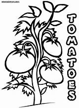 Tomato sketch template