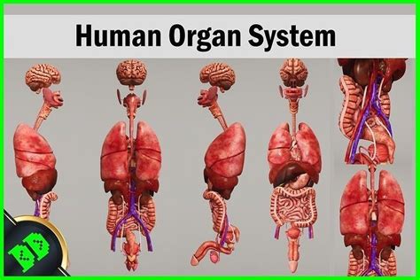 3d Model Human Organ System Vr Ar Low Poly Cgtrader
