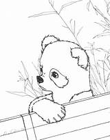 Panda Coloring Pages Cute Red Baby Printable Realistic Kids Pandas Color Print Anime Animal Adult Drawing Sheets Bear Animals Bamboo sketch template