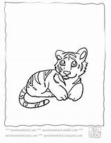 Tiger Coloring Baby Cute Pages Tigers Animals Kids Wonderweirded Wildlife Color Echo Cubs Print Mother Cartoon Sheets Popular Colouring Library sketch template