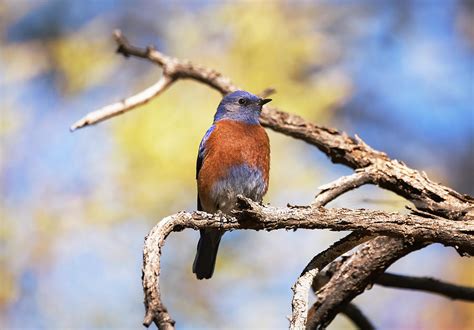 pretty  bluebird photograph  saija lehtonen fine art america
