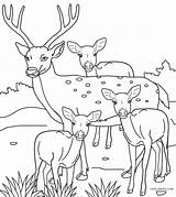 Deer Coloring Baby Cool2bkids sketch template