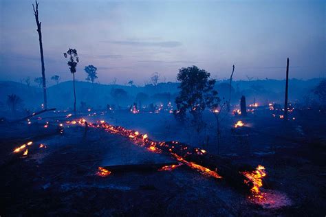 het amazonewoud staat  brand alles wat je moet weten