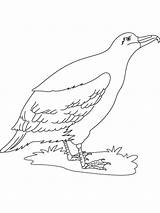 Albatross Pages Coloring Birds Printable sketch template