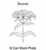 Boneset sketch template