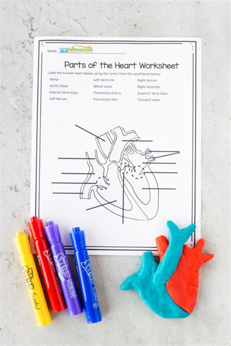 human heart  kids  fun heart models  worksheets